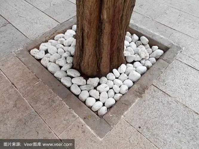 树干周围的鹅卵石