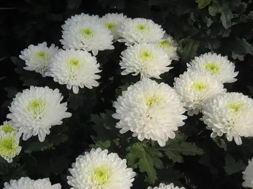 七绝·五七祭母