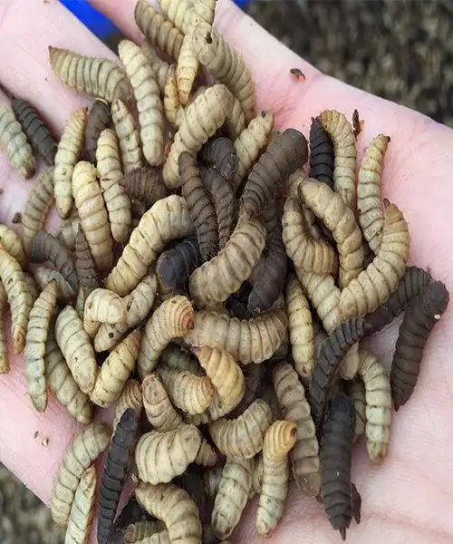 黑水虻幼虫图片 - 搜狗图片搜索