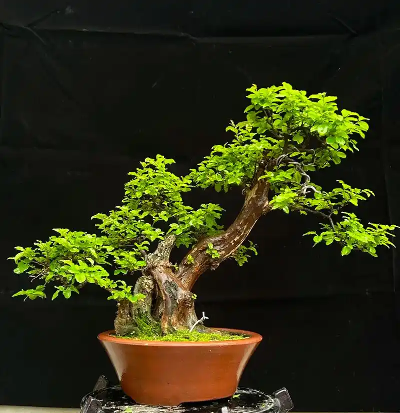 盆养十几年的一颗爆老雀梅,庭院级,超级爆老,实物绝对的霸气