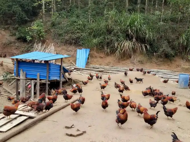 荣鑫农场现推出山上放养的山地鸡,地址韶关浈江区花坪镇,西牛潭水库.