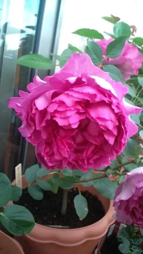 伊芙系 胭脂香水