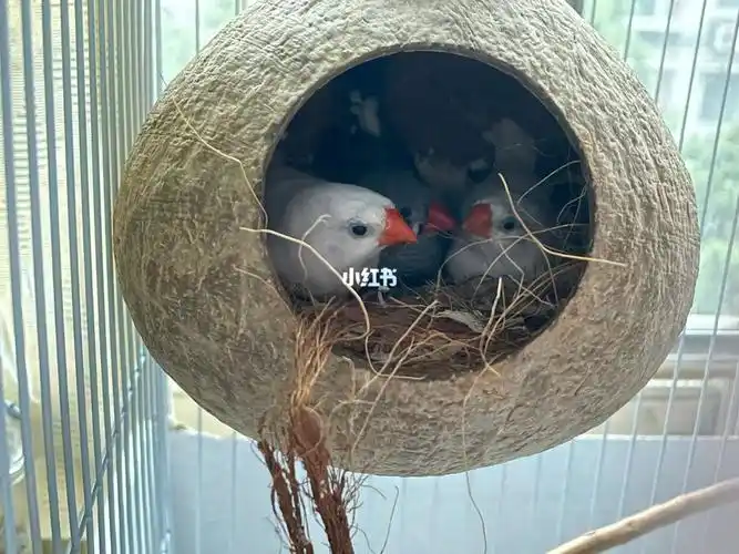 珍珠鸟天一黑就睡天不亮不得起来