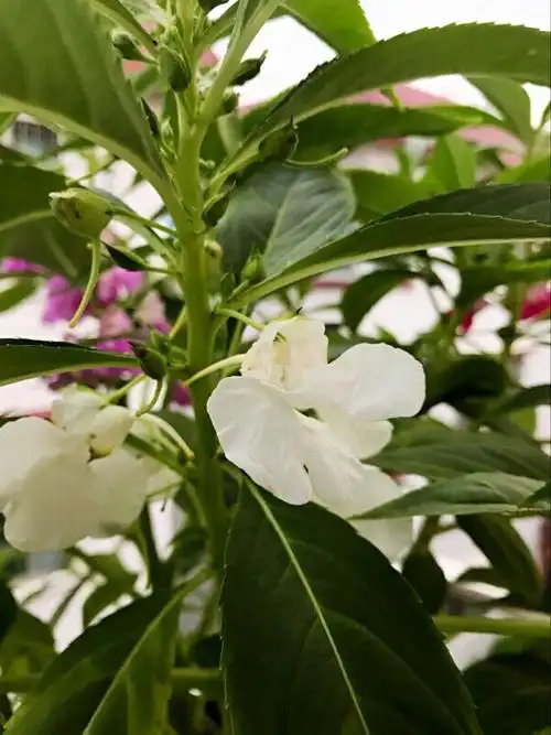 的凤仙花开花了,它的花形像蝴蝶,花朵是白色的,旁边还有很多的小花蕾