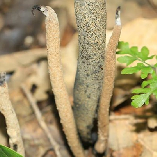 乌灵参外表褐色,里面却是白色甘甜的绵软菌肉哦