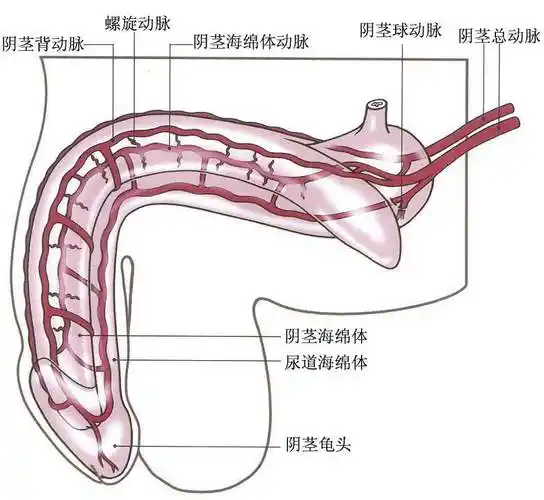 3,海绵体的动脉系统.