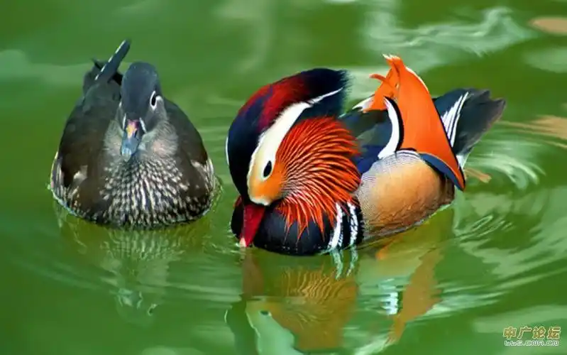 观赏鸭品种小赤麻鸭