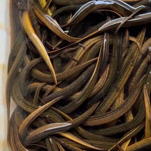 [监利稻田天然黄鳝批发]监利稻田天然黄鳝 土鳝鱼价格26元/斤 - 惠农