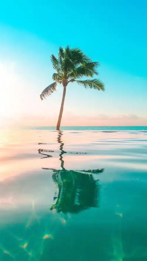 海边椰子树迷人的风光