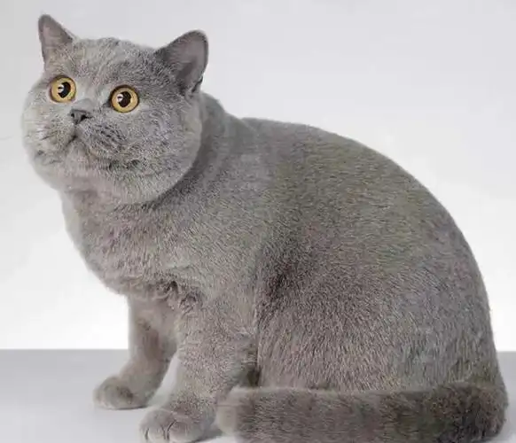 蓝猫几个月算是成年猫?你知道猫咪的一岁等于人类的几岁吗?