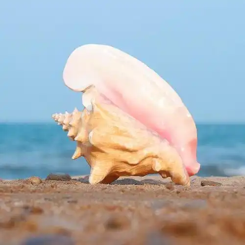 母凭子贵or独当一面?贝壳家族中最贵的"粉红少女心"——女王贝