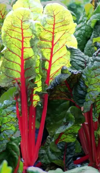 红梗菜需要焯水吗 是什么样子的图片_美食_美食频道_跨度网