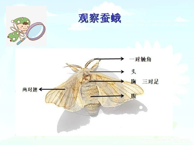 5茧中钻出了蚕蛾教学课件12ppt