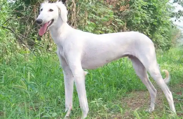 这些都是中国狗,看看你认识几个?