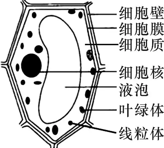 植物细胞的基本结构植物细胞模式图:植物细胞的结构:包括①__细胞壁