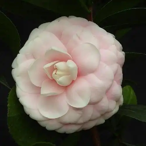 小家碧玉_金华米可苗木有限公司-米可茶花,小苗,金华茶花,四季杜鹃茶