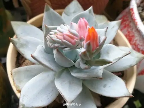 带有仙气的蓝鸟第一次开花,玫瑰夫人也不甘寂寞,又一次展示自己的美丽