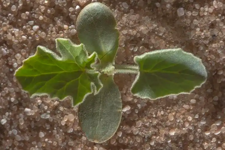 ynthis) on roadside of a road to umm hota village, near sawda