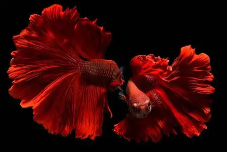 红色的斗鱼图片