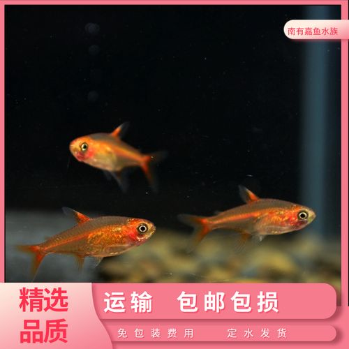 喷火灯热带鱼橘帆灯火焰扯旗活体精品小型淡水观赏鱼灯科鱼群游鱼