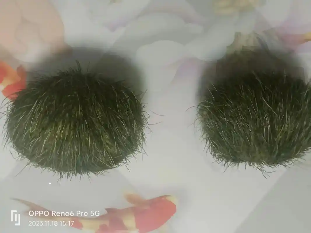 这个是猪宝,猪砂,一克 卖10000元,谁要联系 是一对,4 - 抖音