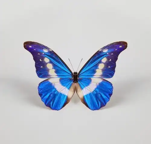 世界上十种珍贵的蝴蝶 你知道几种?_网易订阅