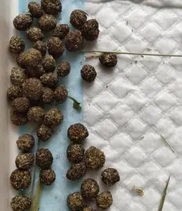 自产兔子粪,望月砂(俗称兔子屎)兔子屎 肥料 上好花肥 有机