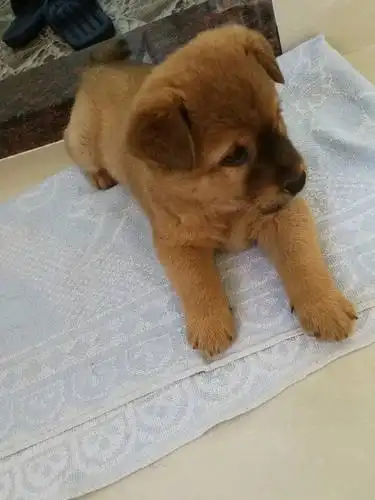 领狗的时候说是哈巴狗,带回家里养,有的说是土狗,有的又说