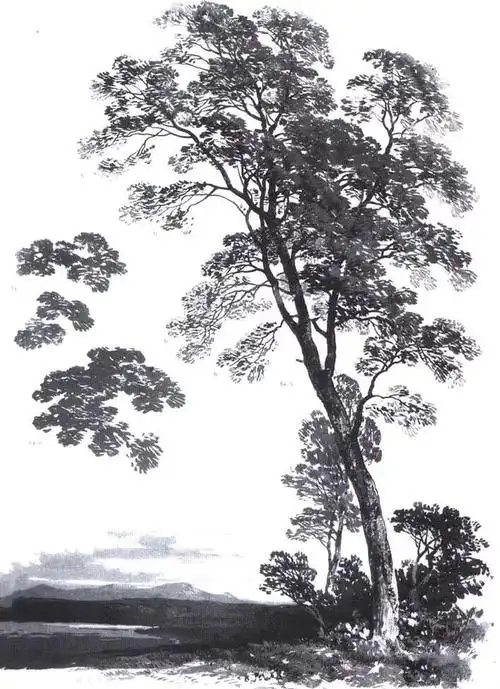 各种各样 | 树的素描写生作品