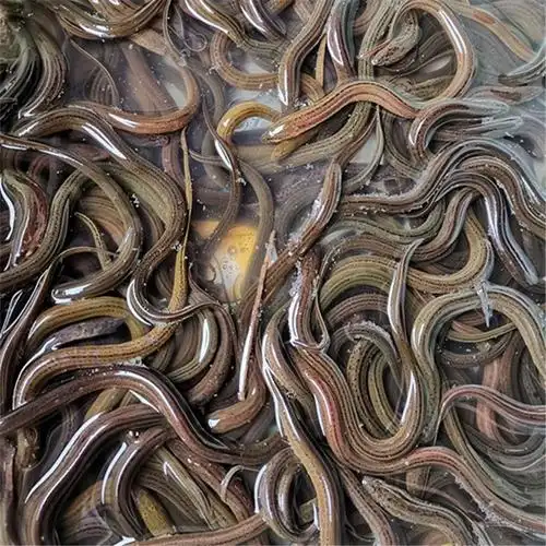 荣郁荣郁鳝鱼苗鲜活黄鳝苗长鱼苗小黄鳝泥鳅淡水养殖鳝鱼幼苗一斤包鳝