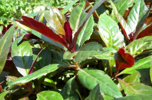 红背菜,药用全草.味辛,甘,性凉.有清热凉血,解毒消肿的作用.