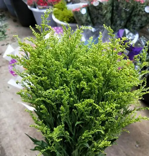 鲜花黄莺草配花农种植手工手工制制作直销鲜切鲜花速递同城