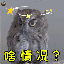 萌宠猫头鹰蒙圈啥情况soogifsoogif出品gif动图_动态图_表情包下载