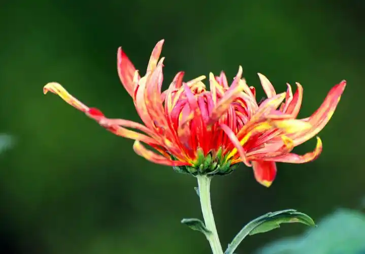 菊花作为太原市花,每年国庆节都要举办菊花展,今年菊花展在太原和平
