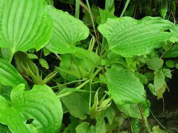 百部的功效与作用