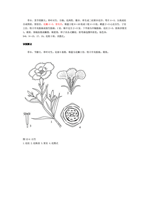 植物科属花公式 花图式8.doc