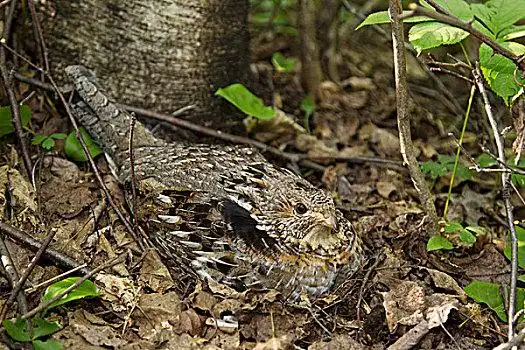 松鸡,雌性,保护色,地上,窝,安大略省,加拿大