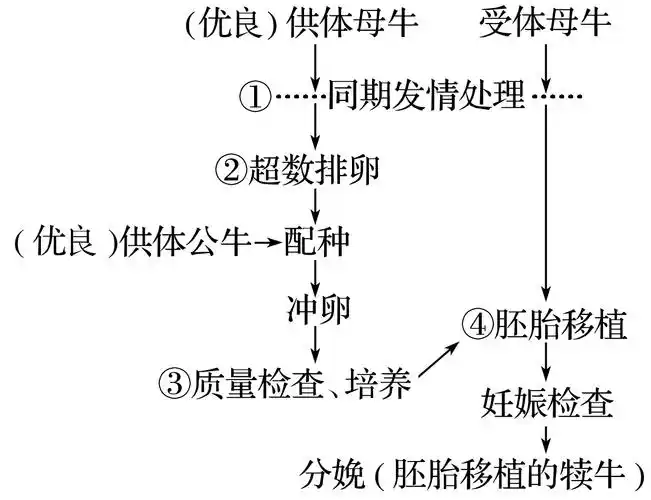 (8分)如图为牛胚胎移植过程示意图,请据图回答下列问题