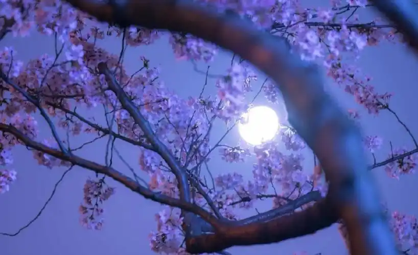 春天的月色很美,充满了诗情画意,在古诗词中,邂逅春天的月色