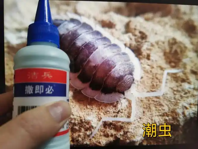 家里有潮虫怎么根治