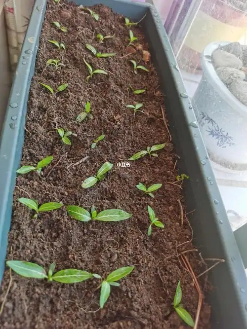 长春花发芽了_长春花_家居家装_家居装饰