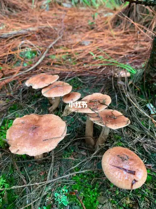 下雨过后山上都是松毛菌