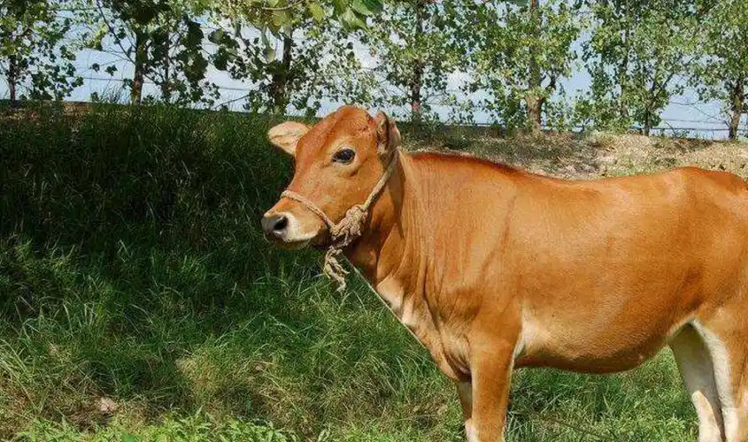 水牛力气大干活好,黄牛肉质嫩价格高,为什么水牛和黄牛不能杂交_隔离_