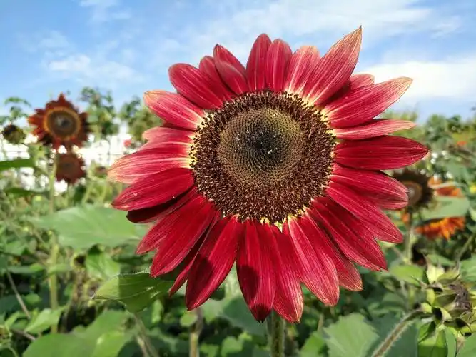 南阳七彩向日葵20180922