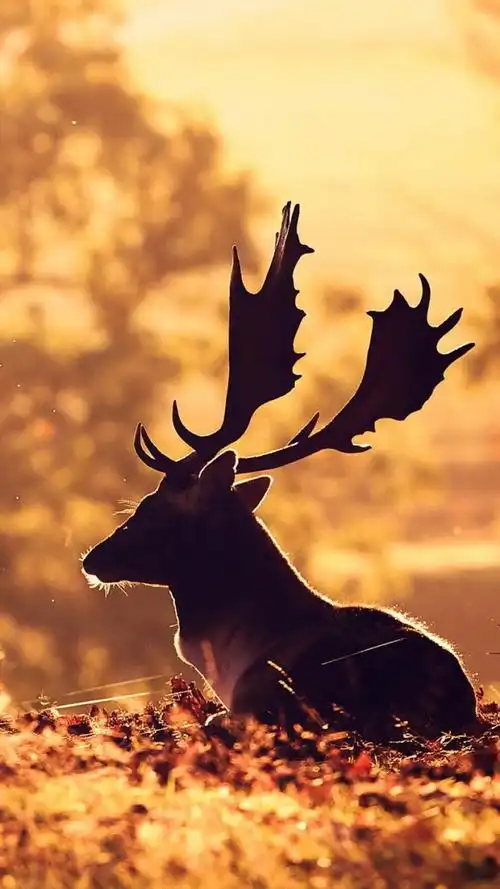 麋鹿- 堆糖,美图壁纸兴趣社区