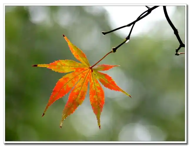 爱晚亭前雨中红叶
