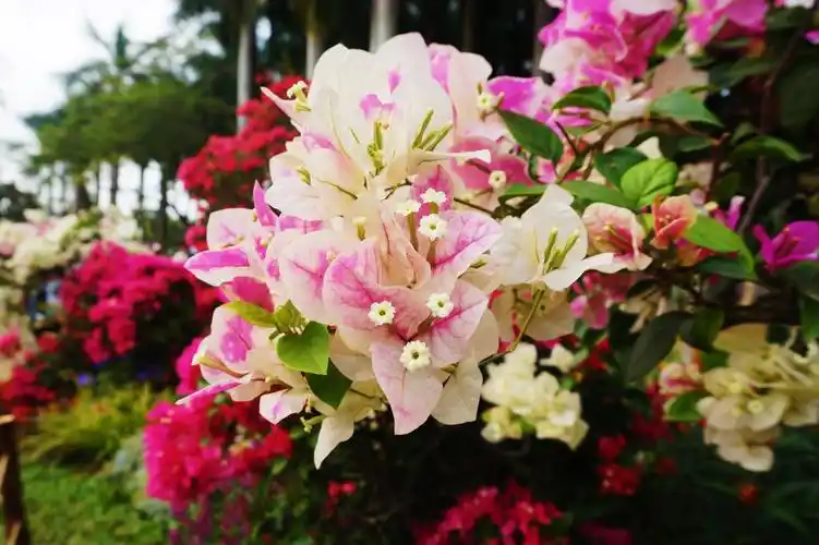 深圳市 市花-簕杜鹃花