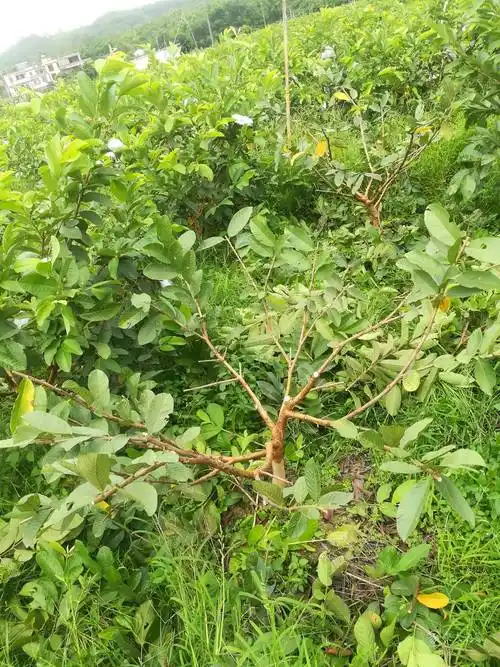 番石榴芭乐果树