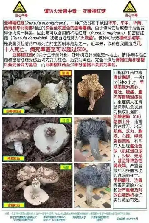 误食野生"毒蘑菇" 南丰3人呕吐,腹泻入院