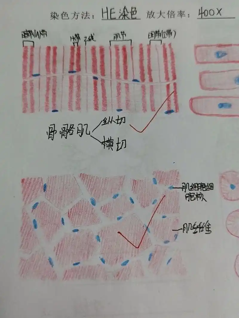 红蓝铅笔骨骼肌横纵切面